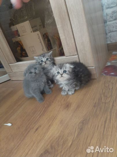 Шотландские котята