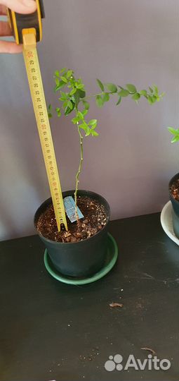 Микроцитрус (пальчиковый лайм)