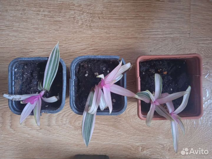 Комнатное растение