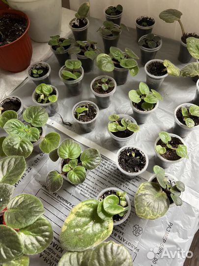 Фиалка (укорененные детки)