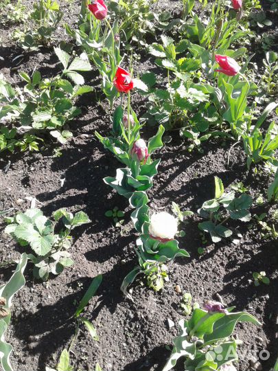 Луковицы тюльпана