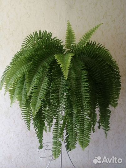 Папоротник комнатный