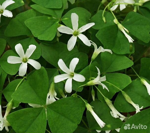 Оксалис кислица зеленая садовая (комнатная)