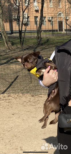 Вязка кобель чихуахуа