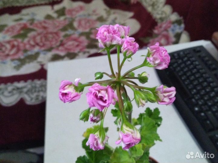 Розебудная Пеларгония герань сортовая