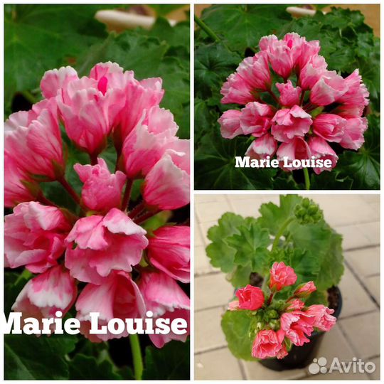 Пеларгония тюльпановидная