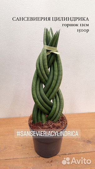 Сансевиерия цилиндрика заплетеная