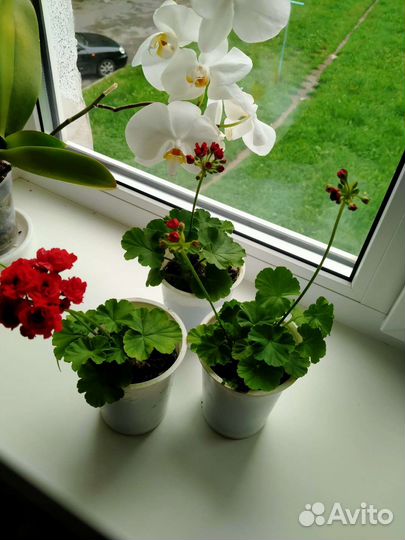 Пеларгония герань