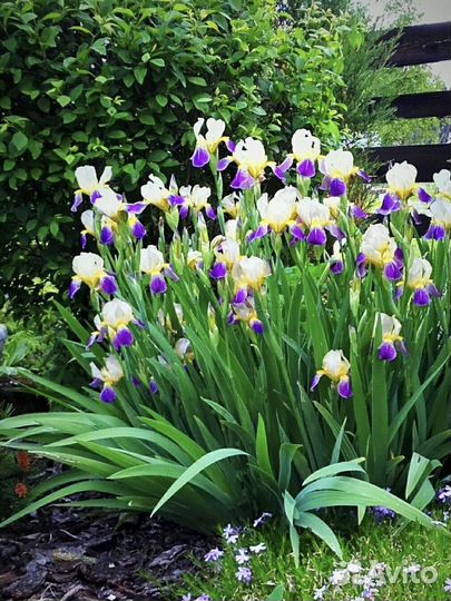 Ирисы