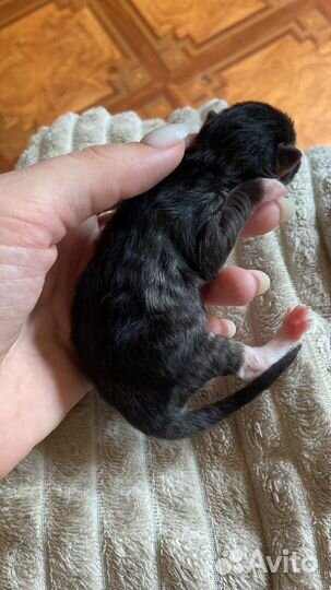 Котята от британца