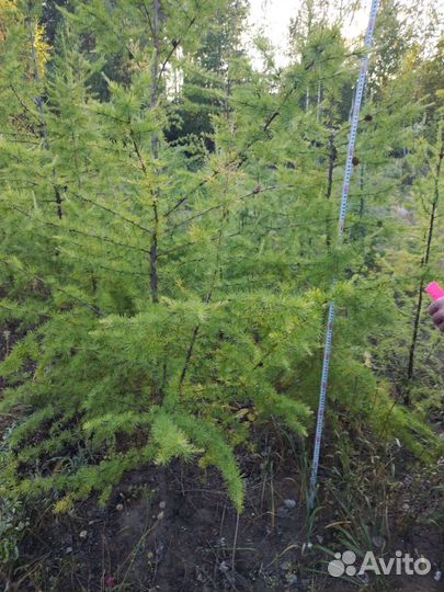 Лиственница высота от 1м до 2м