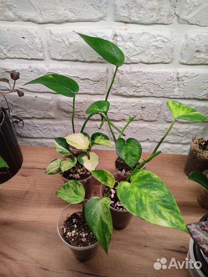 Комнатные цветы Эпипремнумы