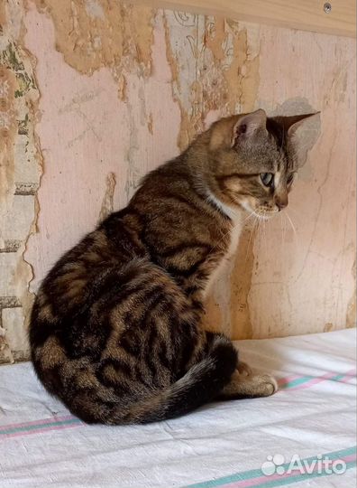 Кошка в дар