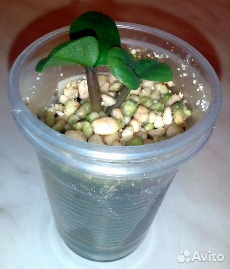 Замиокулькас Зензи Жук