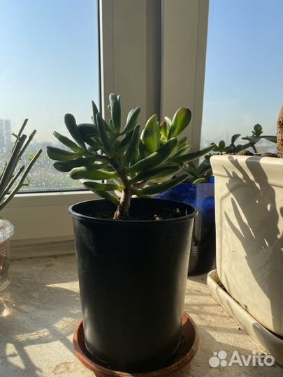 Толстянка, Крассула Хоббит