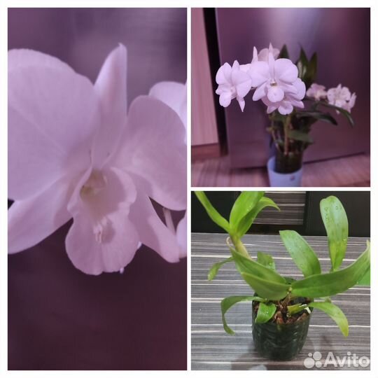 Орхидея дендрофаленопсис White Surprise