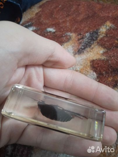 Жук в смоле