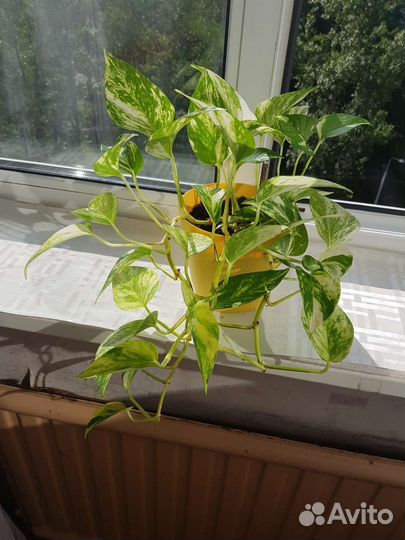 Сциндапсус, хлорофитум