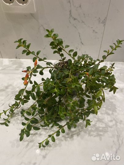 Нематантус лирата муншайн ятрофа красула опунция