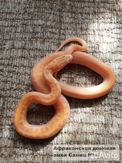 Африканская домовая змея альбино (не ядовитые) купить в Краснодаре |  Животные и зоотовары | Авито