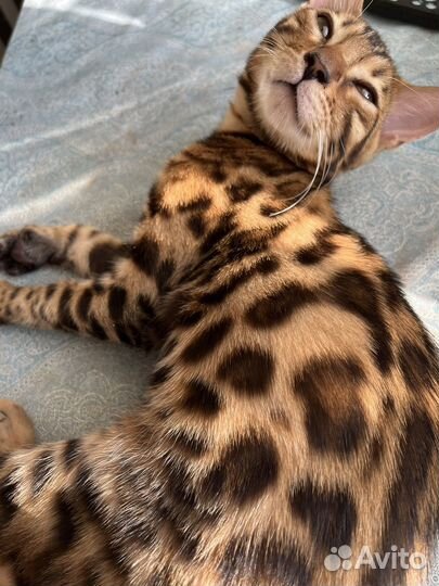 Бенгальские котята