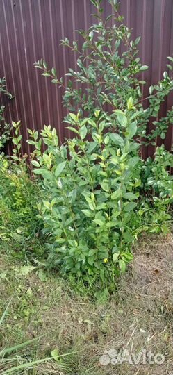 Саженцы вишни