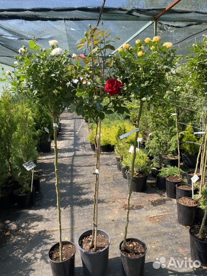 Роза на штамбе