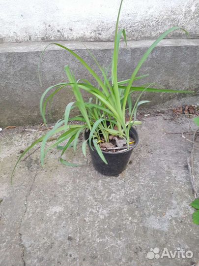 Лилия желтая