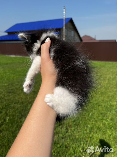 Котенок мальчик