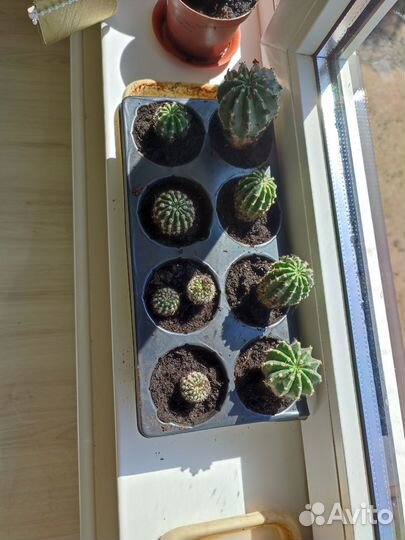 Фикус Али Амстел Кинг кактус эхинопсис