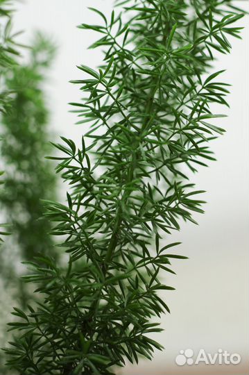 Аспарагус Шпренгера