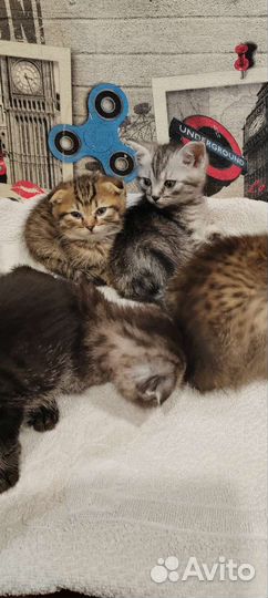 Шотландские вислоухие котята