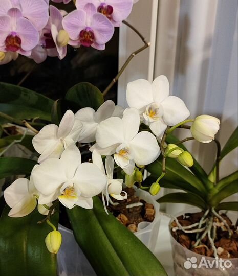 Орхидея, фаленопсис