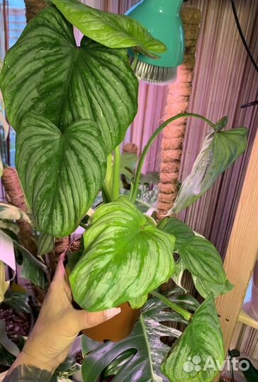 Филодендрон Мамей