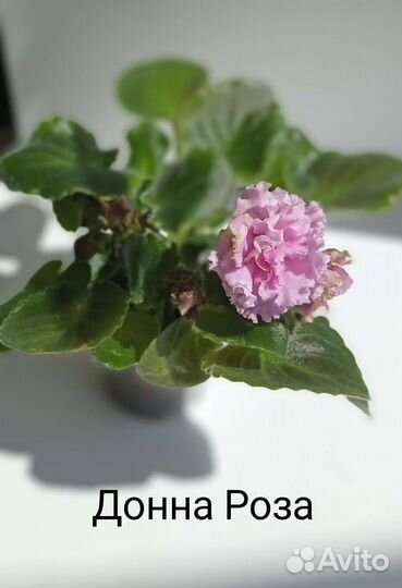 Сортовые цветущие минифиалки