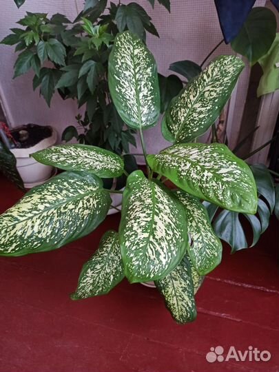 Диффенбахия