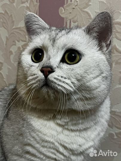 Шотладский кот вязка