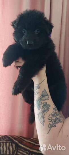 Редкие черные немцы