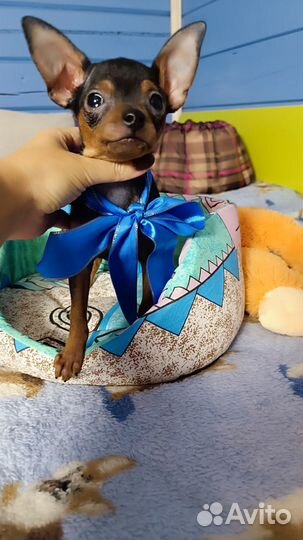 Супер супер мини