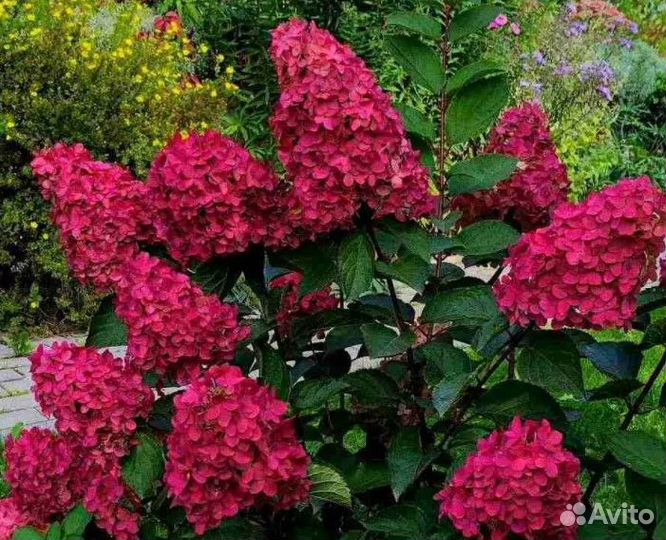 Гортензия метельчатая Wim's Red горшок P9