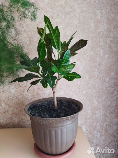 Комнатные растения