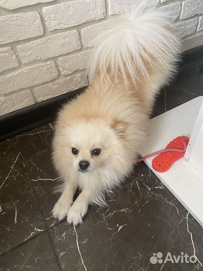 Померанский шпиц