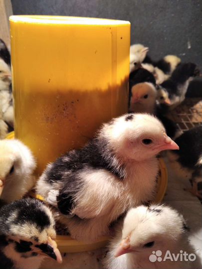 Бройлеры. Индюшата. Цыплята и др. птица