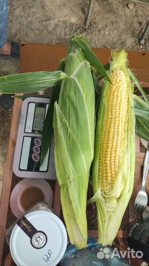 Кукуруза в початках