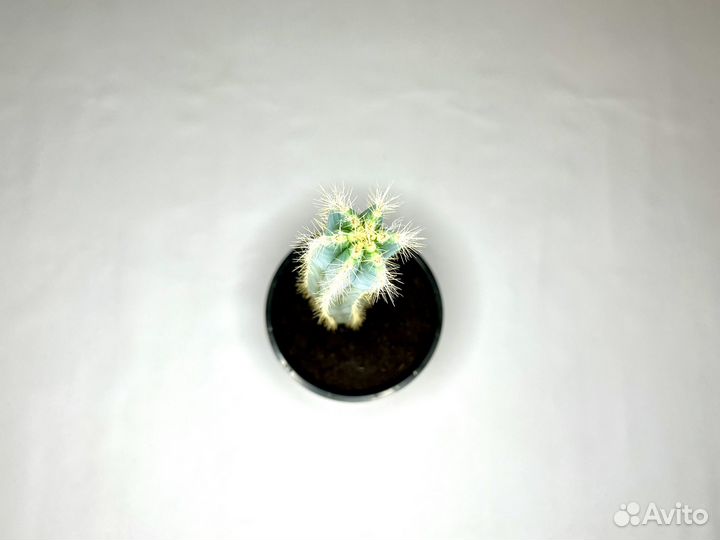 Кактус 57см