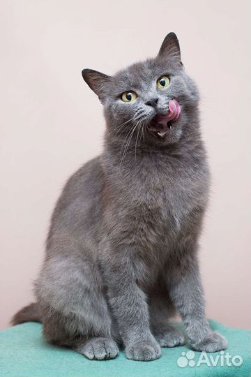 Брита из Кременной в поисках друга