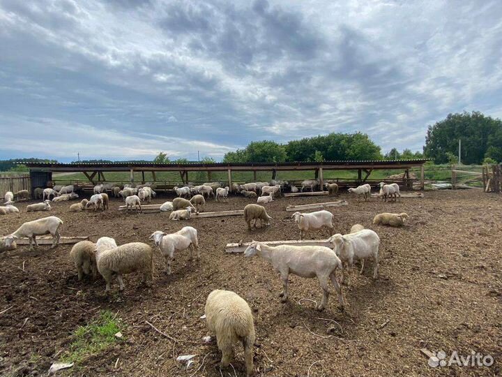 Куйбышевские овцы