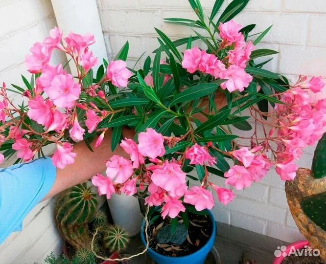 Цветок олеандр компатный розовый