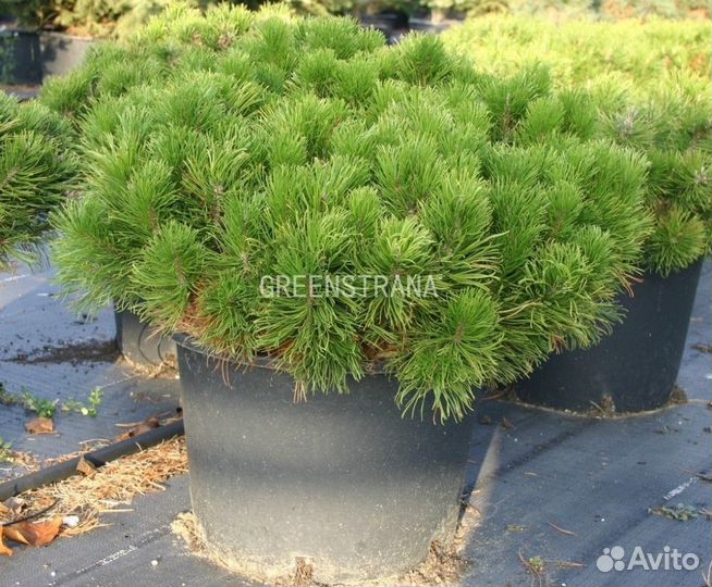 Саженцы Сосна горная Pumilio