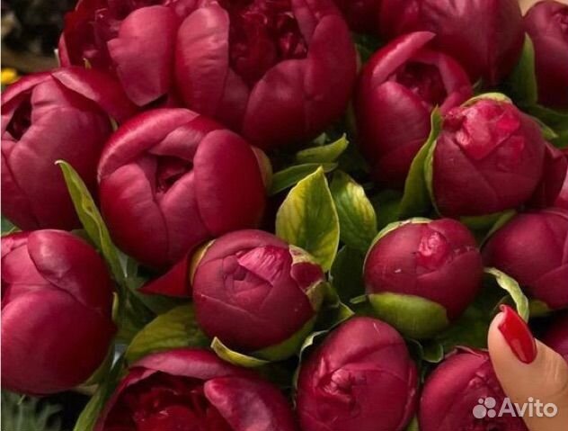 Пионы букет